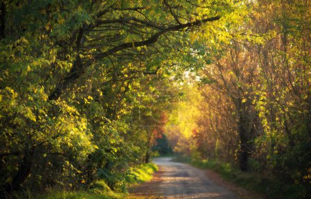 Foto de Camino en la belleza naturaleza en otoño - Imagen libre de derechos