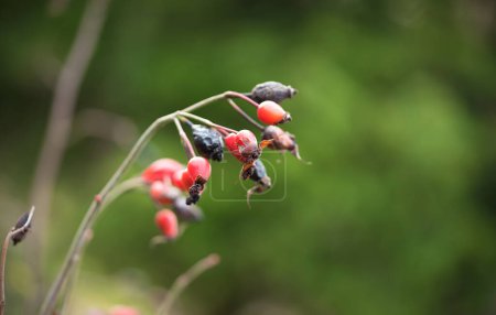 Foto de Red rosehip berries in a vegetable garden at autumn - Imagen libre de derechos