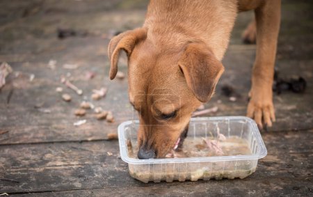 Foto de Closeup photo of a mongrel dog eating - Imagen libre de derechos