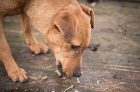 Foto de Closeup photo of a mongrel dog eating - Imagen libre de derechos