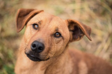 Foto de Closeup photo of a brown mongrel dog - Imagen libre de derechos