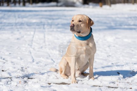 Foto de Amarillo perro labrador retriever es la nieve - Imagen libre de derechos