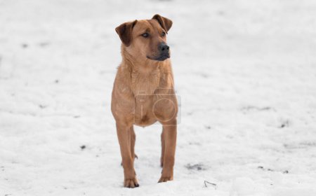 Foto de Foto de un perro mestizo marrón en la nieve un día de invierno - Imagen libre de derechos