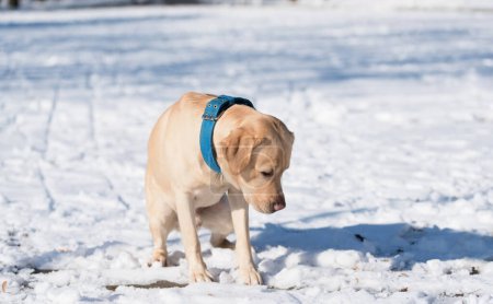Foto de Amarillo perro labrador retriever es la nieve - Imagen libre de derechos