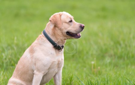 Foto de Amarillo perro Labrador retriever sentado en la hierba verde - Imagen libre de derechos
