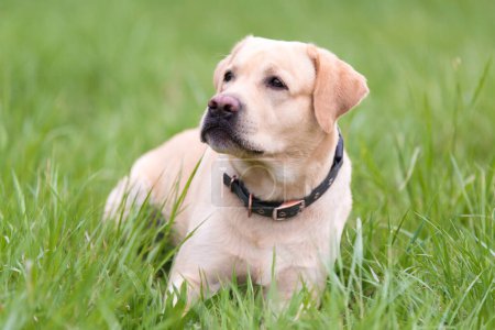 Yellow Labrador retriever dog resting in the green grass