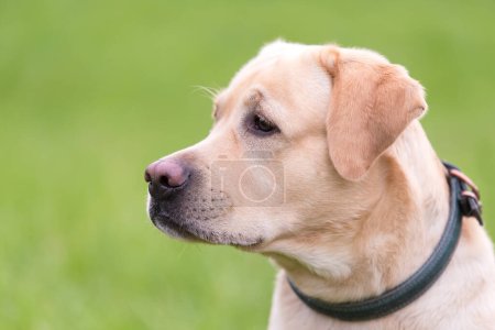 Foto de Foto de cerca de una cabeza de perro Labrador retriever en la naturaleza - Imagen libre de derechos