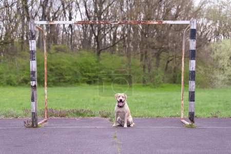 Foto de Amarillo perro Labrador retriever sentado en el gol de fútbol - Imagen libre de derechos