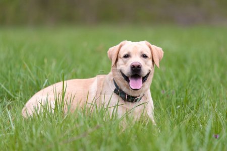 Foto de Amarillo perro Labrador retriever descansando en la hierba verde - Imagen libre de derechos
