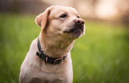 Foto de Foto de cerca de una cabeza de perro Labrador retriever en la naturaleza - Imagen libre de derechos