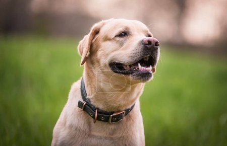 Photo for Closeup photo of a Labrador retriever dog head in the nature - Royalty Free Image
