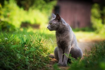 Foto de Hermoso gato azul en el verde un día soleado - Imagen libre de derechos