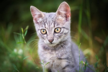 Foto de Foto de primer plano de un pequeño gato en el verde - Imagen libre de derechos