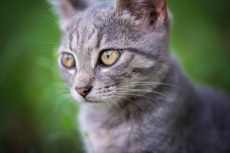 Foto de Foto de primer plano de un pequeño gato en el verde - Imagen libre de derechos