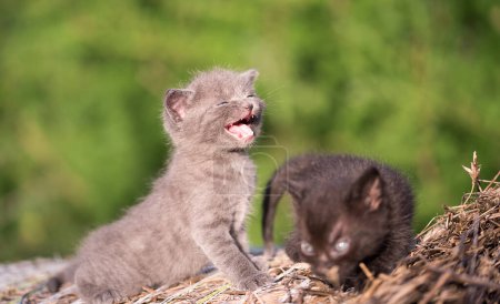 Foto de Foto de cerca de gatos pequeños. Gatos adorables - Imagen libre de derechos