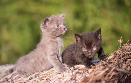Foto de Foto de cerca de gatos pequeños. Gatos adorables - Imagen libre de derechos