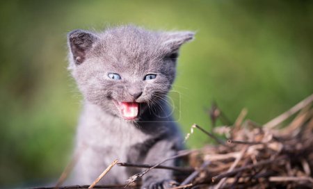 Foto de Foto de primer plano de un pequeño gato gris - Imagen libre de derechos