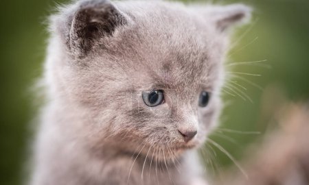 Foto de Foto de primer plano de un pequeño gato gris - Imagen libre de derechos