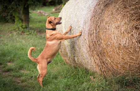 Foto de Adorable perro mestizo mirando una paca de paja en el jardín - Imagen libre de derechos