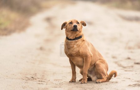 Foto de Tímido perro callejero mestizo sentado en el camino - Imagen libre de derechos