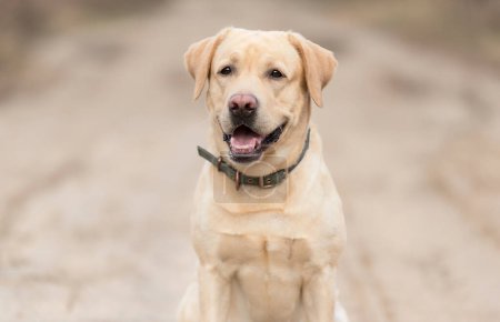 Foto de Retrato de un adorable perro Labrador Retriever - Imagen libre de derechos