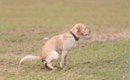 Labrador retriever dog poops in the green park