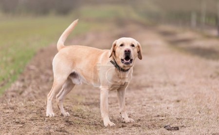 Labrador Retriever dog in the dirth road