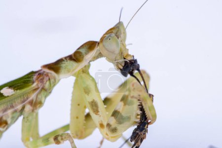 Foto de Imagen macro de una mantis religiosa Creobroter gemmatus teniendo una gran comida aislada sobre fondo blanco - Imagen libre de derechos