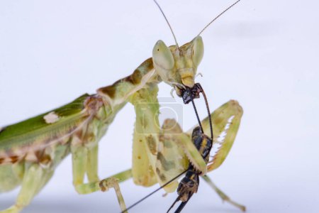 Foto de Imagen macro de una mantis religiosa Creobroter gemmatus teniendo una gran comida aislada sobre fondo blanco - Imagen libre de derechos