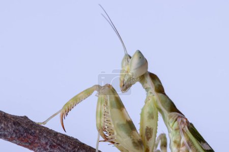 Téléchargez les photos : Macro image d'une mante priante Creobroter gemmatus ayant un gros repas isolé sur fond blanc - en image libre de droit