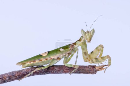 Photo for Macro image of A praying mantis Creobroter gemmatus having a big meal isolated on white background - Royalty Free Image