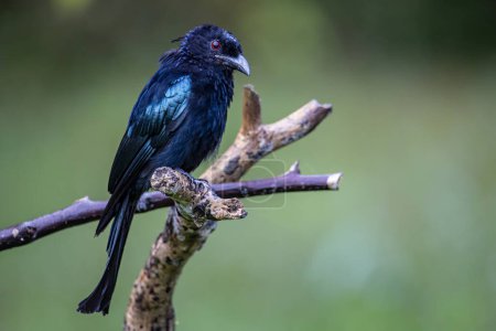 Téléchargez les photos : Image animalière de l'oiseau Drongo bronze (Dicrurus aeneus) perché sur une branche d'arbre - en image libre de droit