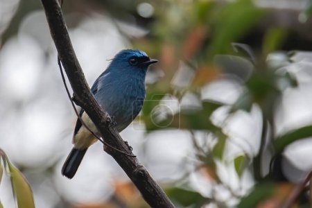 Foto de Hermoso pájaro de color azul conocido como Indigo Flycatcher (Eumyias Indigo) en percha en los hábitos de la naturaleza en Sabah, Borneo - Imagen libre de derechos