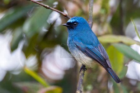 Téléchargez les photos : Bel oiseau de couleur bleue connu sous le nom de Moucherolle indigo (Eumyias Indigo) sur la perche aux habitudes de la nature à Sabah, Bornéo - en image libre de droit