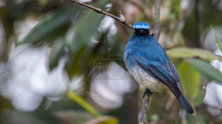 Photo for Beautiful blue color bird known as Indigo Flycatcher (Eumyias Indigo) on perch at nature habits in Sabah, Borneo - Royalty Free Image