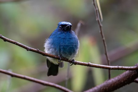 Téléchargez les photos : Bel oiseau de couleur bleue connu sous le nom de Moucherolle indigo (Eumyias Indigo) sur la perche aux habitudes de la nature à Sabah, Bornéo - en image libre de droit