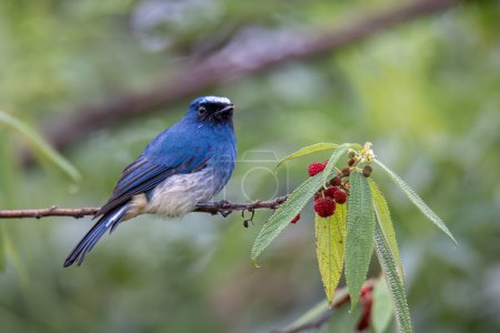 Foto de Hermoso pájaro de color azul conocido como Indigo Flycatcher (Eumyias Indigo) en percha en los hábitos de la naturaleza en Sabah, Borneo - Imagen libre de derechos