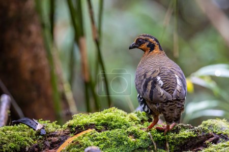 Photo for Nature wildlife image of bird red-breasted partridge also known as the Bornean hill-partridge It is endemic to hill and montane forest in Borneo - Royalty Free Image
