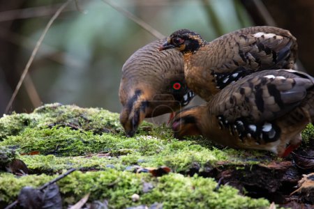 Foto de Naturaleza vida silvestre imagen de pájaro de pecho rojo perdiz también conocida como la colina borneana-perdiz Es endémica de la colina y el bosque montano en Borneo - Imagen libre de derechos