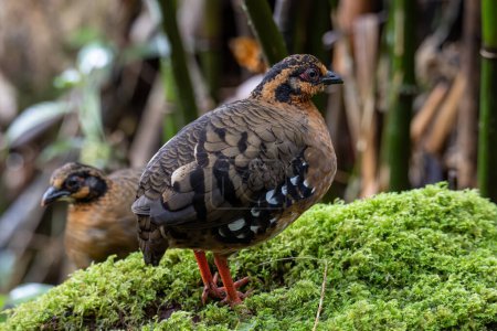 Foto de Naturaleza vida silvestre imagen de pájaro de pecho rojo perdiz también conocida como la colina borneana-perdiz Es endémica de la colina y el bosque montano en Borneo - Imagen libre de derechos