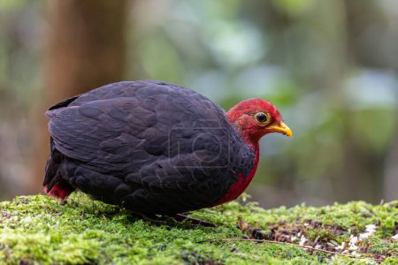 Téléchargez les photos : Nature oiseau sauvage de perdrix à tête pourpre sur la forêt tropicale de jungle profonde, Il est endémique de l'île de Bornéo - en image libre de droit