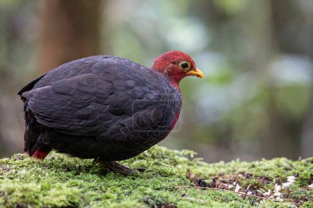 Photo for Nature wildlife bird of crimson-headed partridge on deep jungle rainforest, It is endemic to the island of Borneo - Royalty Free Image