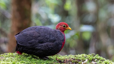 Téléchargez les photos : Nature oiseau sauvage de perdrix à tête pourpre sur la forêt tropicale de jungle profonde, Il est endémique de l'île de Bornéo - en image libre de droit