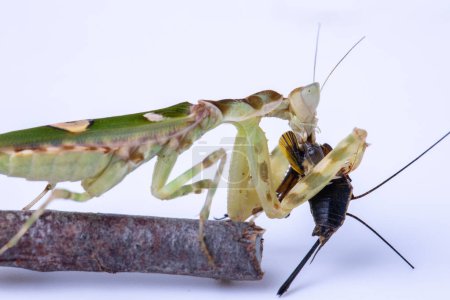 Photo for Macro image of A praying mantis Creobroter gemmatus isolated on white background - Royalty Free Image