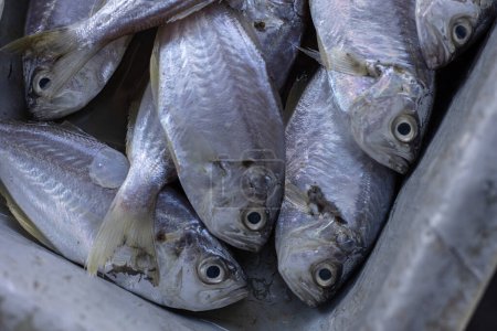 Téléchargez les photos : Exposition de poisson frais sur le marché du poisson frais à vendre au marché frais Kota Kinabalu, Sabah, Malaisie - en image libre de droit