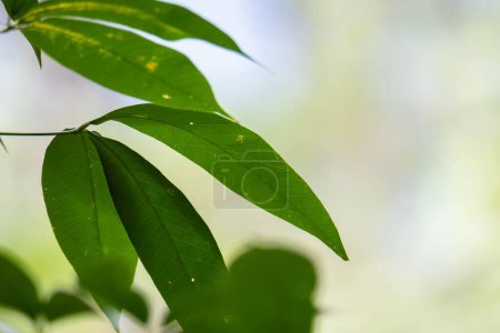 Téléchargez les photos : Image rapprochée de feuilles vertes pendant la journée de pluie sur la forêt de mangroves - en image libre de droit