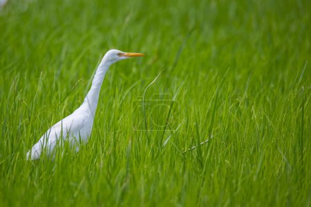 Foto de Una garza pájaro de pie en medio verde paddy archivado. - Imagen libre de derechos