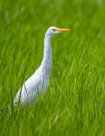 Photo for An egret bird standing on middle green paddy filed. - Royalty Free Image