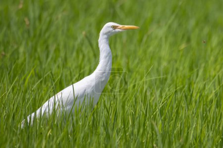 Photo for An egret bird standing on middle green paddy filed. - Royalty Free Image