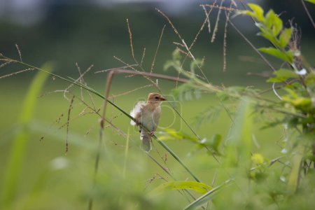 Téléchargez les photos : Nature image de la faune de Baya tisserand oiseau debout sur l'herbe à la rizière - en image libre de droit